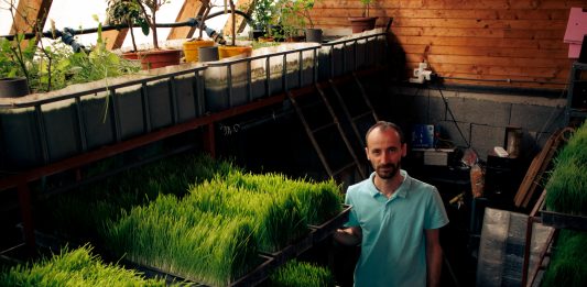Szabó Bilibók Attila búzafűlé termesztő: "Nem ok nélkül sodort ide minket az élet."