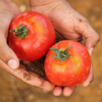 Fontos információk a 2025–2027-es Paradicsom Programról